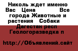 Николь ждет именно Вас › Цена ­ 25 000 - Все города Животные и растения » Собаки   . Дагестан респ.,Геологоразведка п.